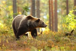 a bear on the hike